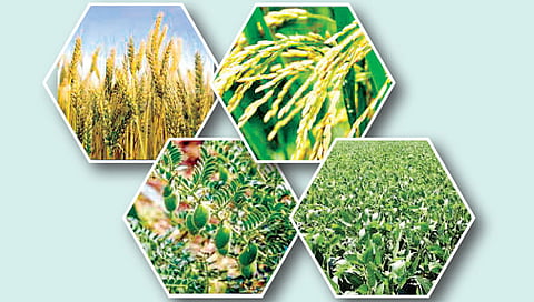 सात शेतमालाच्या वायदे व्यवहारांवर एक वर्षासाठी बंदी