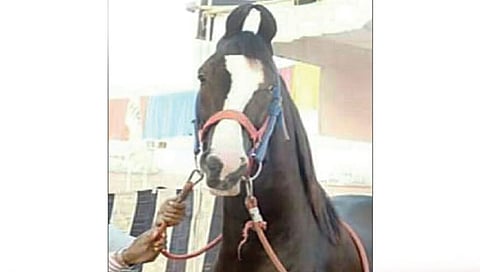 घोडेबाजार : सारंगखेड्यात ५ कोटींचा ‘रावण’, दीड कोटीचा ‘रुस्तम’
