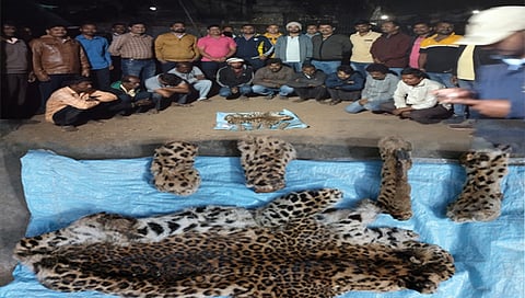 Forest department : नागपूर व गोंदीया वनविभागाच्या कारवाईत बिबट्याच्या कातडीसह १० आरोपी अटकेत