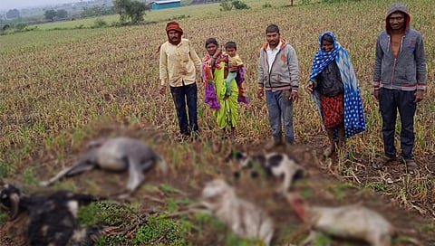 Leopard attack : बिबट्याच्या हल्ल्यात ४ मेंढ्या आणि एक घोडा ठार