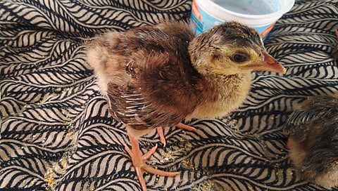 पुणे : चक्क इनक्यूबेटरमध्ये मोरांचा जन्म; देशातील पहिलीच घटना