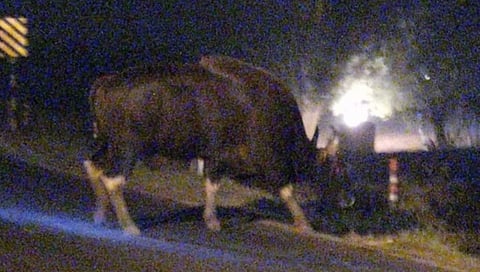 संग्रहीत