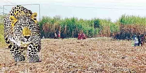 ऊस तुटत असल्याने बिबटे झाले सैरभैर