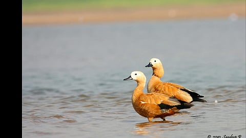 चक्रवाक बदक