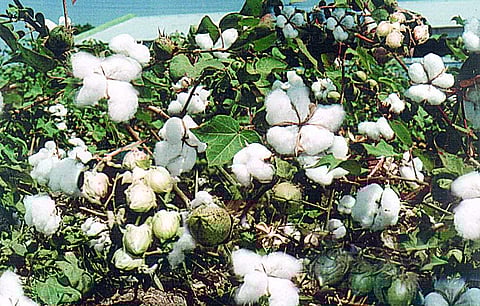 Cotton