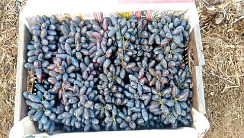 सांगली : महागड्या खर्चाची द्राक्षे झाली मातीमोल
