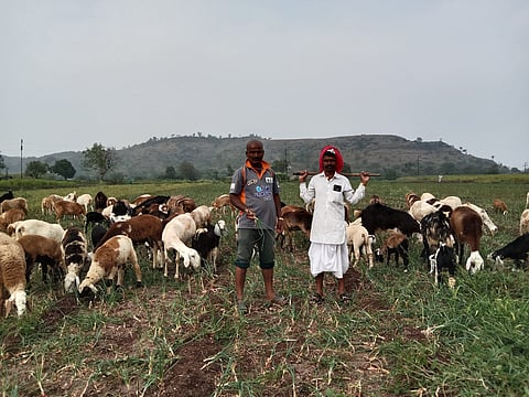 कडूस (ता. खेड) येथील शेतकरी विठ्ठल धर्मा बंदावणे यांनी कांदा पिकात सोडलेली मेंढरे (छाया :तुषार मोढवे)