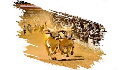 खिलार बैलांचा भाव वधारला