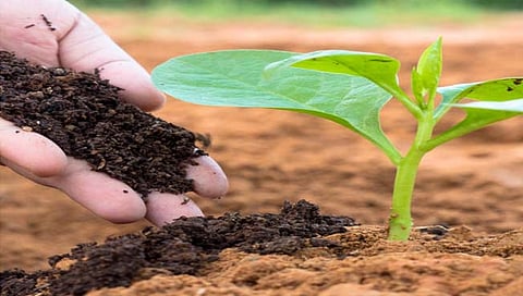 जमिनीची सुपिकता आणि उत्पादकता टिकवण्यासाठी करा सेंद्रिय खतांचा वापर