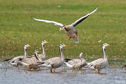 उजनी जलाशयावर दाखल झालेले पट्टा कदंब हंस