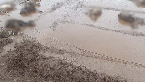 अवकाळी पावसामुळे जुन्नर पूर्व भागात शेकडो मेंढ्यांसह जनावरांचा मृत्यू