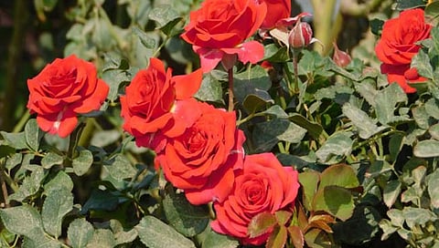 Rose Farming : भरघोस उत्पन्न मिळवून देणाऱ्या गुलाबाची लागवड कशी करावी?