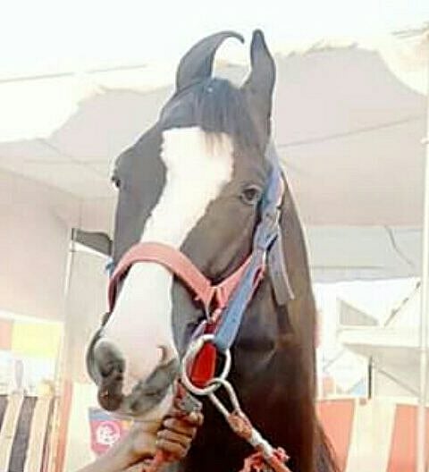 सारंगखेडा घोडेबाजार घेतोय कोटीची उड्डाणे; ५ कोटीचा ‘रावण’, दीड कोटीचा ‘बुलंद’ चर्चेत