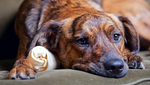 animal crimes : पशूंवरील अत्याचाराचे 338 खटले; महाराष्ट्र तिसर्या क्रमांकावर