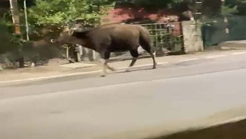 गव्याचा कोल्हापूर शहरात ‘मॉर्निंग वॉक’