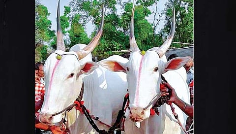 बैलगाडी शर्यत बंदी उठली, आता अशी निवडा बैलजोडी