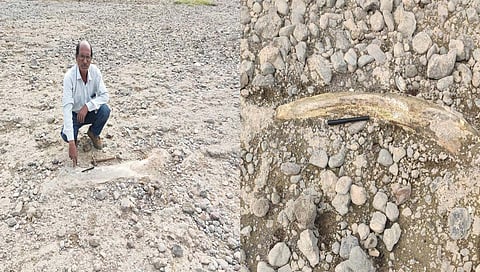 Chandrapur Dinosaur Fossil : चंद्रपूरमध्ये वरोराजवळ आढळले ‘डायनोसोर’ सदृश्य जीवाश्म