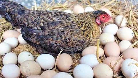 ‘अंडे आधी की कोंबडी?’ संशोधकांनी शोधले उत्तर
