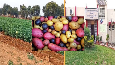 आता खाता येणार रंगीत बटाट्याची भाजी; रोगप्रतिकारक क्षमताही वाढणार, नवे वाण विकसित