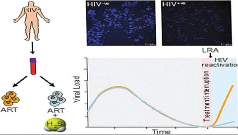 एचआयव्ही संक्रमण रोखण्यासाठी हायड्रोजन सल्फाईड सहायक