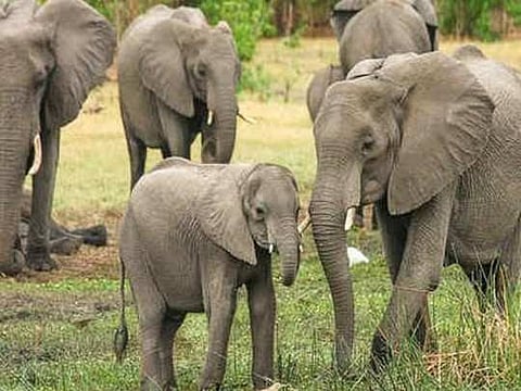 चंद्रपूर : ब्रह्मपुरी परिसरात हत्तीचा कळप दाखल; नागरिकांना सतर्कतेचे आदेश