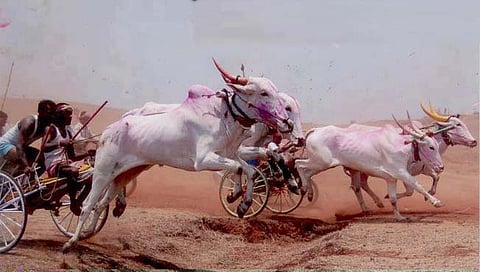 bullock cart races in Maharashtra : सर्वोच्च न्यायालयाची बैलगाडी शर्यतींना सशर्त परवानगी