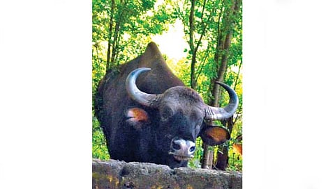 कोल्हापूर : वाघ, बिबटे, गवे उदंड जाहले; अधिवास पडतोय अपुरा अस्तित्वाच्या संघर्षामुळे वन्यप्राणी नागरी वस्तीत.