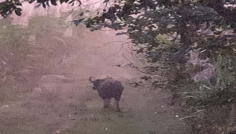 कोल्हापूर : गव्याचा फाइव्ह स्टार मुक्काम; तळंदगे जवळ पहाटे दर्शन, नागरिकांत दहशत