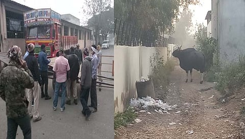 यंत्रणेला तीन दिवस गुंगारा देणारा गवा अखेर सांगली शहरात दाखल