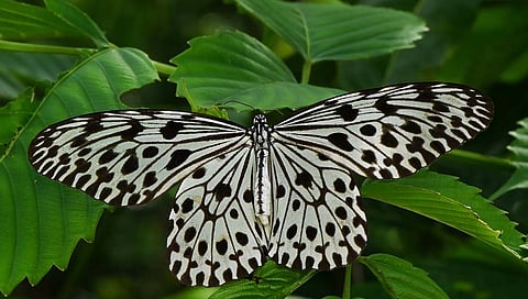 Goa Butterfly : गोव्याला लवकरच मिळणार राज्य फुलपाखरू