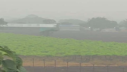 नाशिक : द्राक्षपंढरीत पावसानंतर दाट धुक्याने नुकसानीत भर