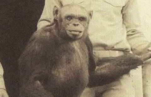 चीन करणार हाेता माणूस-चिंपांझीच्या संकरातून ‘ह्युमांझी’ची निर्मिती!