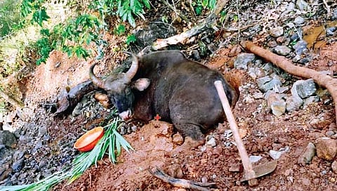 हरपवडे (ता. पन्हाळा) येथे चिखलातून बाहेर काढलेला गवा.