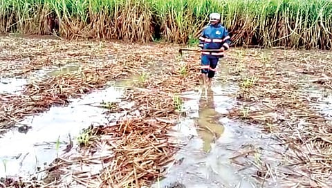 किणी : येथील उसाच्या शेतातील पाणी काढताना शेतकरी.