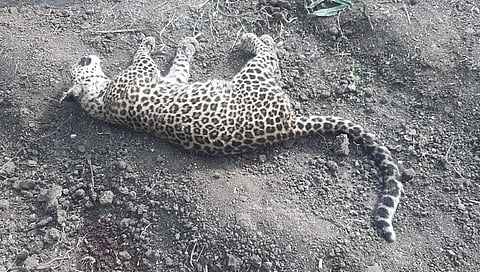 leopard fight : पुण्यात दोन बिबट्यांच्या थरारक झुंझीत एकाचा मृत्यू, स्थानिक शेतकऱ्याने बघितली प्रत्यक्ष झुंज