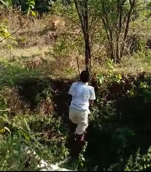 चंद्रपूर : पट्टेदार वाघाकडून गाईची शिकार; गुराख्याने हुसकावले, पण वाघ पुन्हा आला