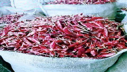 कोल्हापूर : अबब..! जवारी मिरचीचा दर प्रतिक्विंटल १.२१ लाख