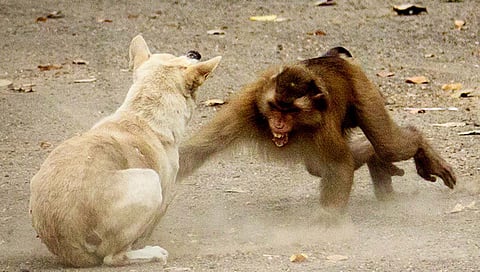 Monkey vs Dog : बीडमधील माजलगावात वानरांचा धुमाकूळ, दोनशेवर कुत्र्यांची पिल्ले मारली, झाडावरून खाली फेकण्याचा प्रकार