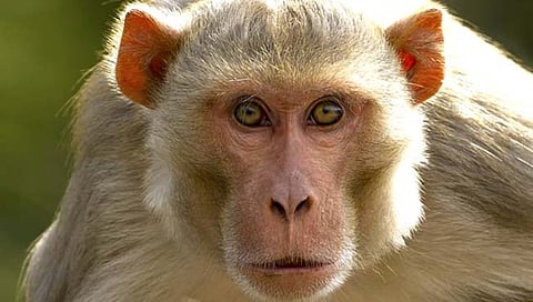 महिलांची छेड अन् २५० जणांचा चावा घेणाऱ्या माकडाला सुनावली जन्मठेप