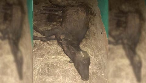 थंडीचा कहर, जनावरे लागली मरु, शेतकरी चिंतेत