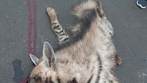 sangli hyena accident : अज्ञात वाहनाच्या धडकेत तरस ठार, बस्तवडे खिंडीतील घटना