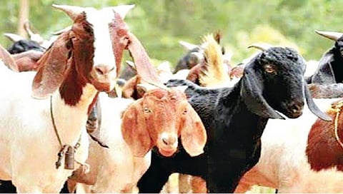 सातारा : सावधान… शेळ्या, म्हशींवरही चोरट्यांचा डल्ला