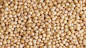 सोयाबीन दर वाढणार; सोया पेंड आयातीबाबत केंद्र सरकार म्हणतेय…