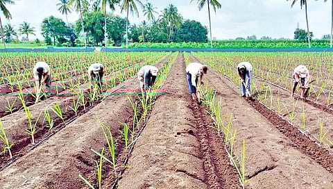 Sugarcane varieties : उसाचे फायदेशीर वाण : को-86032