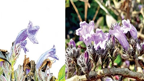 सुपुष्पा फुल : १६ वर्षांनी फुललेल्या ‘सुपुष्पा’मुळे महाबळेश्वरच्या सौंदर्याला चार चाँद!