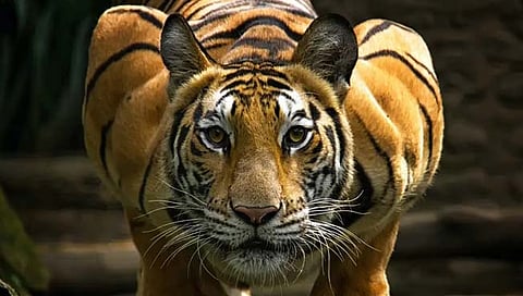 चंद्रपूर : महाऔष्णिक वीज केंद्रातून घरी येणाऱ्या कामगाराला वाघाने नेले फरफटत