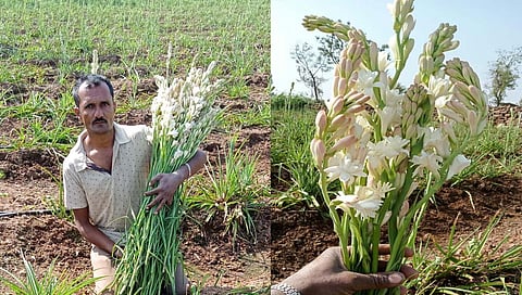 Tuberose : कोल्हापुरच्या शेतकऱ्यांने माळरानावर फुलवली गुलछडी, ३० गुंठ्यात लाखो रुपये कमावले