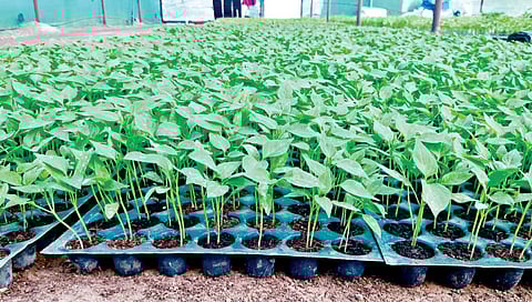 Vegetables Nursery : भाज्यांच्या नर्सरीचे नवे तंत्रज्ञान