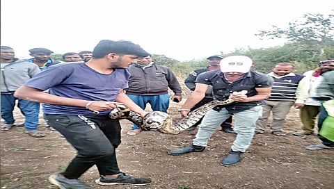 नंदुरबार : बापरे ! शेतातील विहिरीत आढळला दहा फुटी अजगर