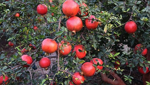 Indapur : डाळिंब उत्पादक शेतकरी झाले कर्जबाजारी